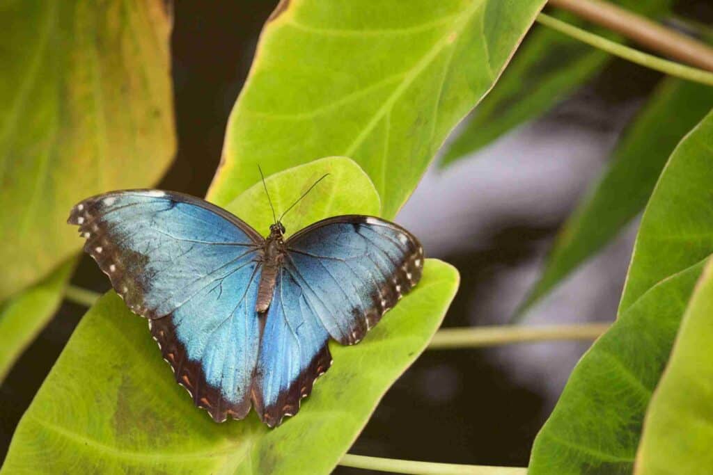 Blue butterfly on leaf in Ecuador