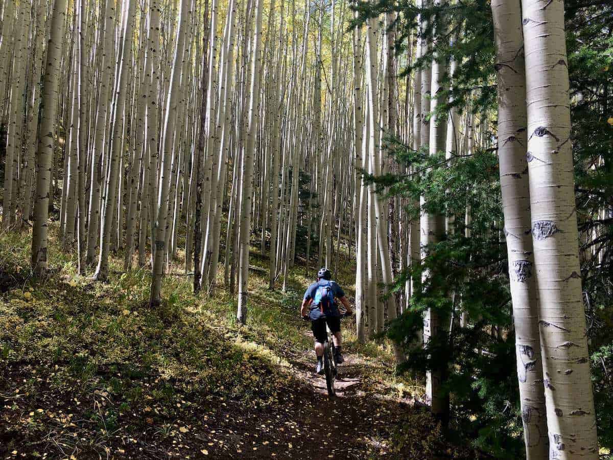 Mountain biker riding through aspen grove on South Boundary Trail in New Mexico