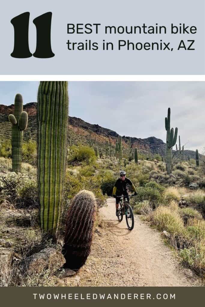 Pinnable image of mountain biker on trail in the desert lined with Saguaro and vegetation. Text reads "11 Best Mountain Bike Trails in Phoenix"