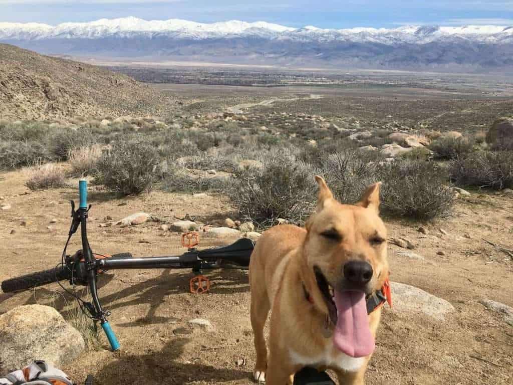 Photo of mountain bike on ground and dog with snow-capped mountains in distance