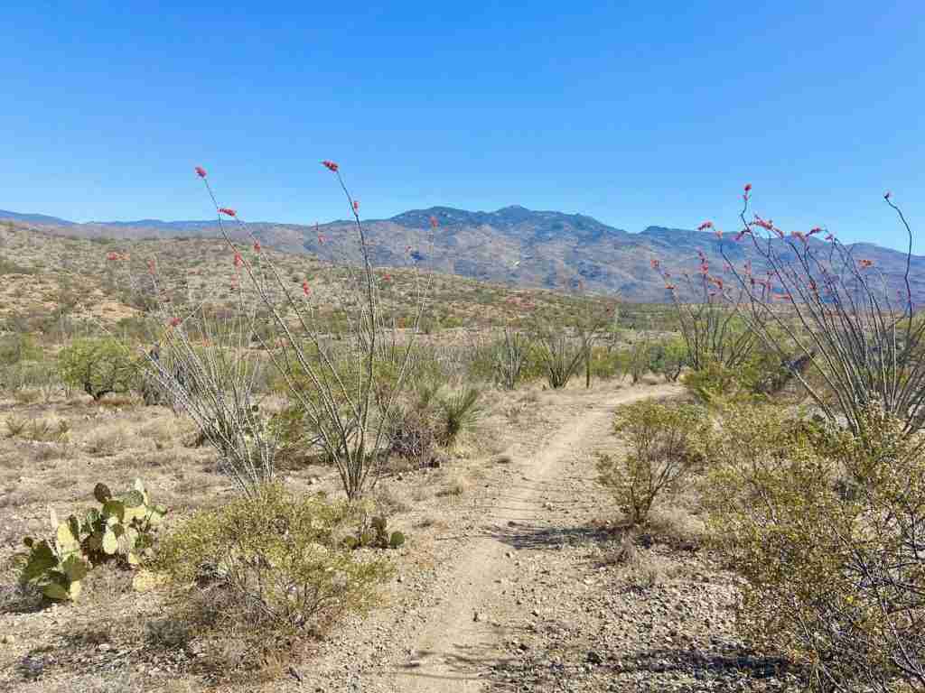 Mountain bike trail through the desert lined with desert vegetation outside of Tucson, Arizona