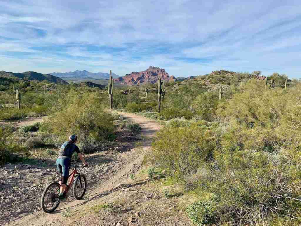 Mountain biker on singletrack desert trail lined with cacti outside of Phoenix, Arizona