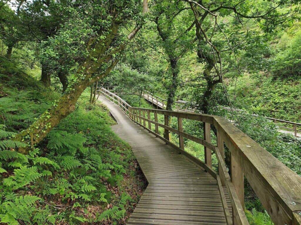 Elevated wooden bridge through forest in Afan Forest in Wales