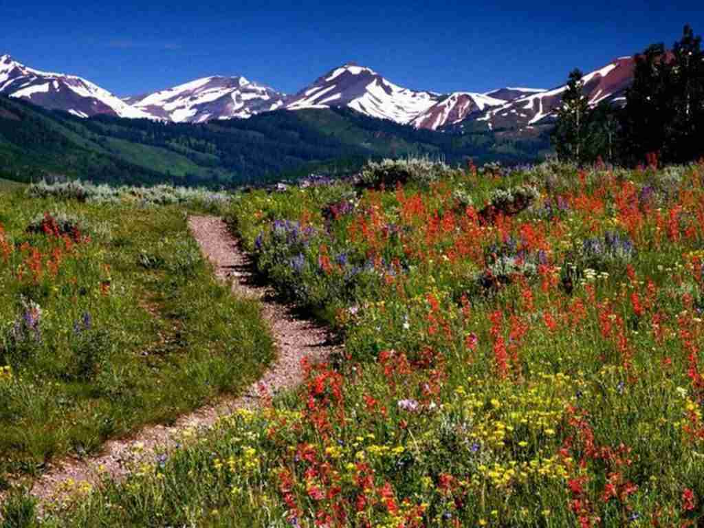 Singletrack trail through meadow filled with wildflowers in Colorado with snow-capped mountains in the distance