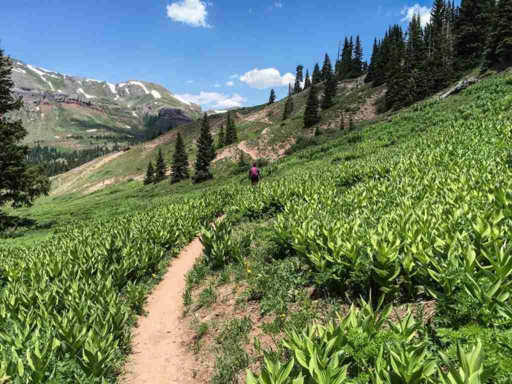 Singletrack trail through lush green meadow in Colorado on the Colorado Trail