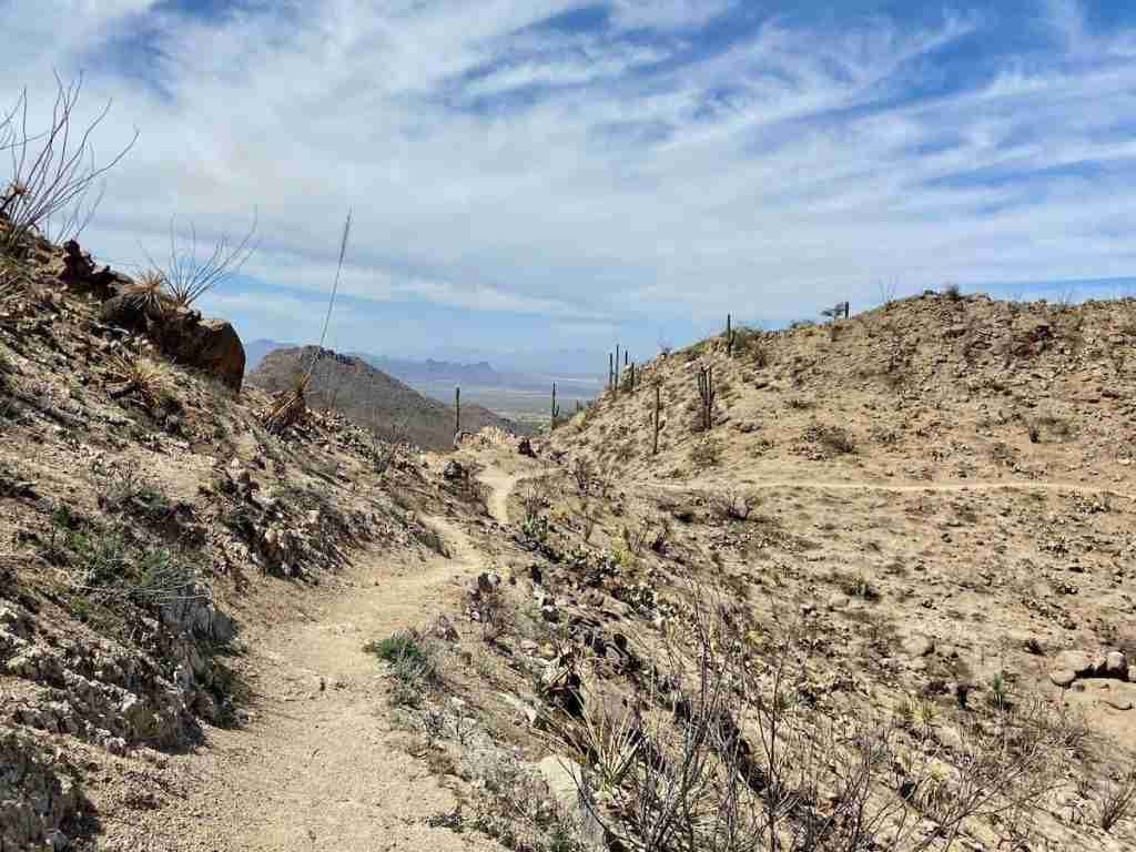 Desert ridgeline singletrack for mountain biking above Tucson, Arizona