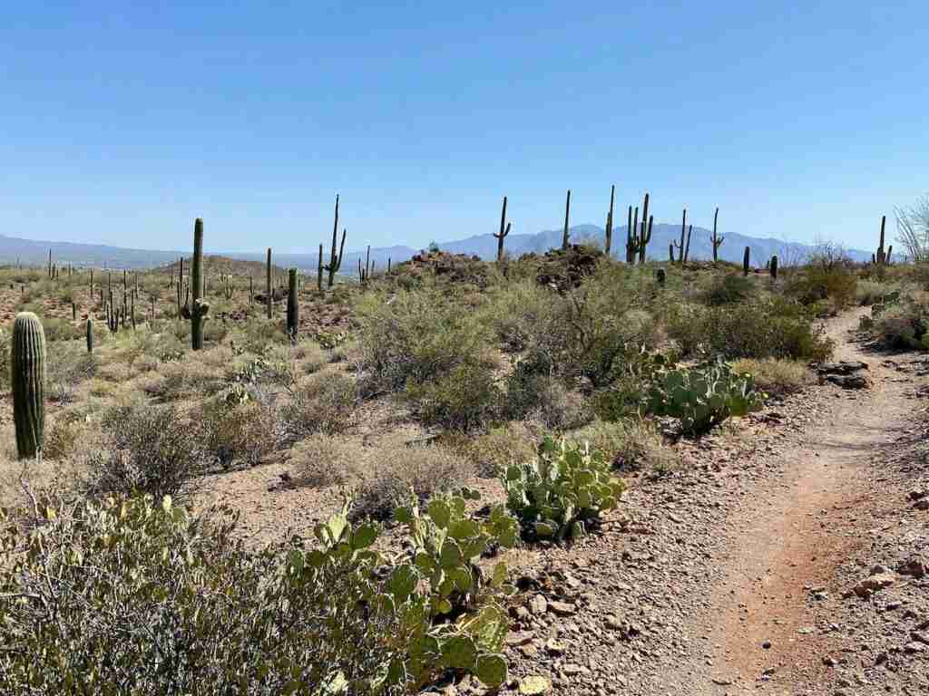 Singletrack mountain bike trail through the desert in Tucson