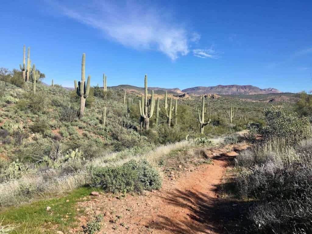 Red dirt singletrack trail in desert landscape of Arizona with cacti and low vegetation