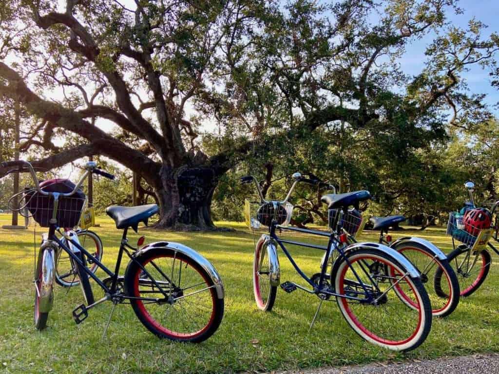 Cruiser bikes propped up with kickstands on grassy park area in New Orleans with huge oak tree in background