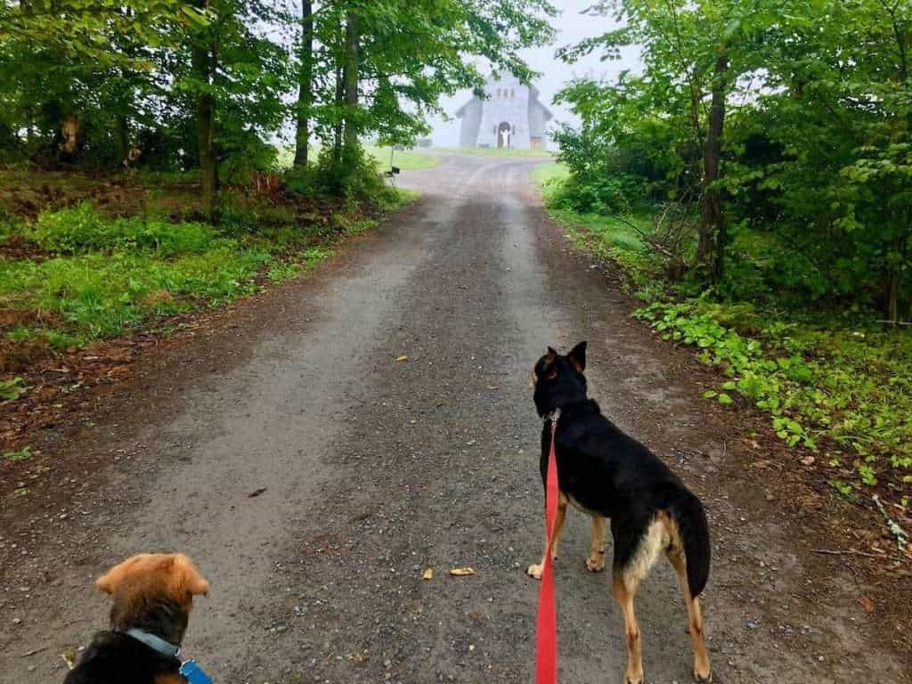 Two dogs on leashes on dirt road in Vermont lined with trees. Stone church visible at the end of the road