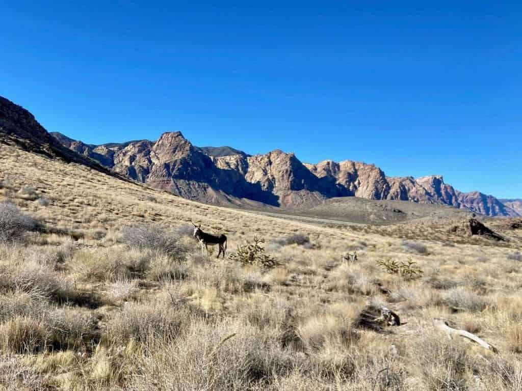 Wild burro standing in open grassland outside of Las Vegas, Nevada with Red Rock Canyon in the background