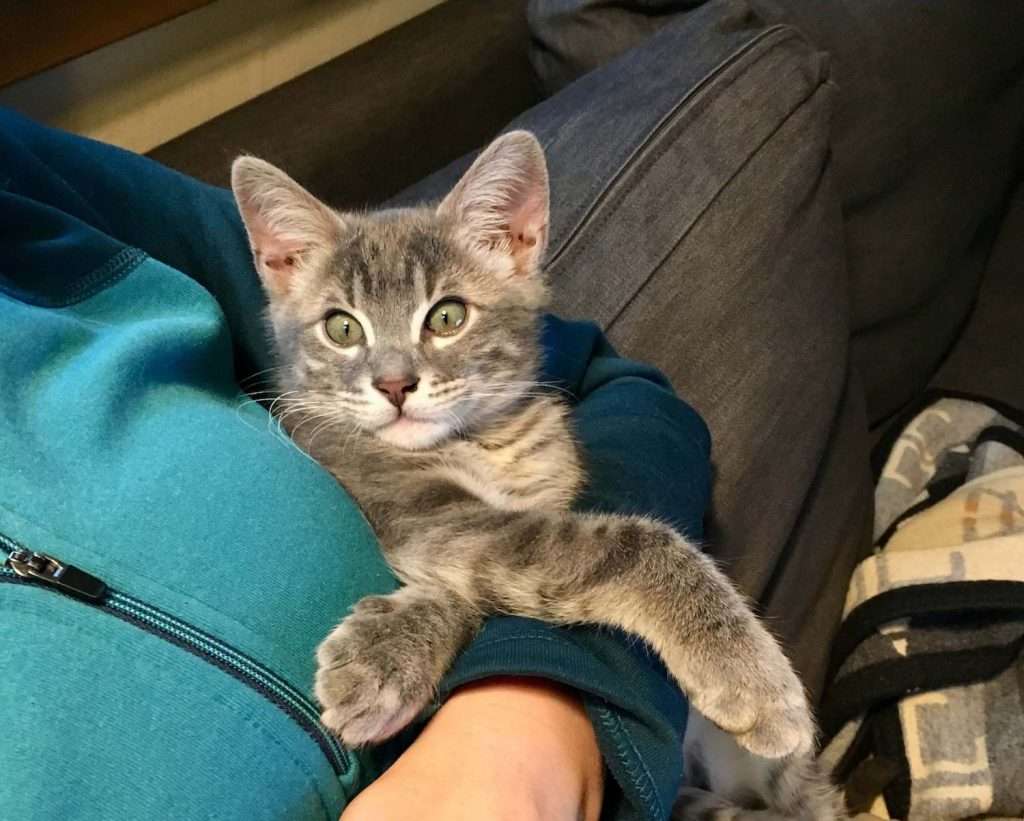 Grey kitten sitting in crook of arm with eyes wide and front legs crossed