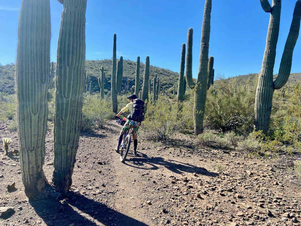 Bikepacking stopped on Black Canyon Trail in Arizona surrounded by tall Saguaro cacti