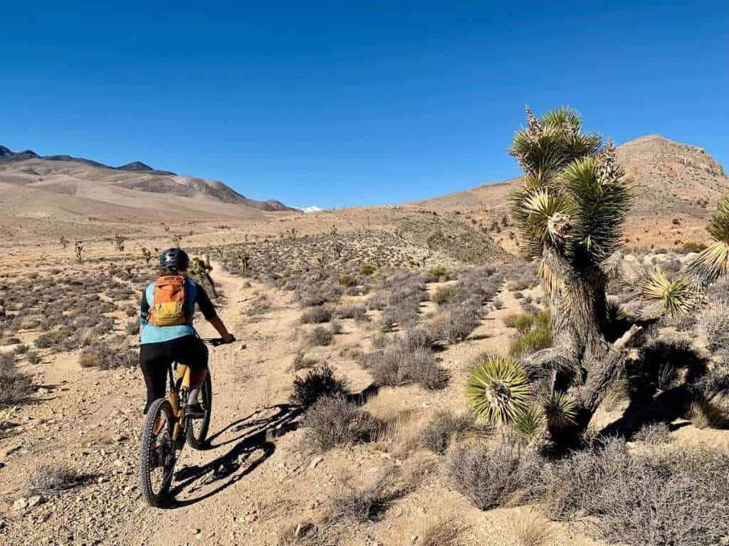Female mountain biker riding away from camera on desert trail outside Las Vegas, Nevada. Tall Joshua Tree to her right. 