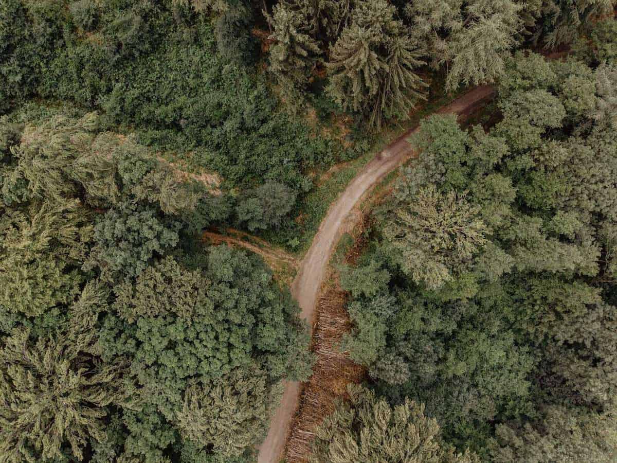 Aerial view of dirt road through forest
