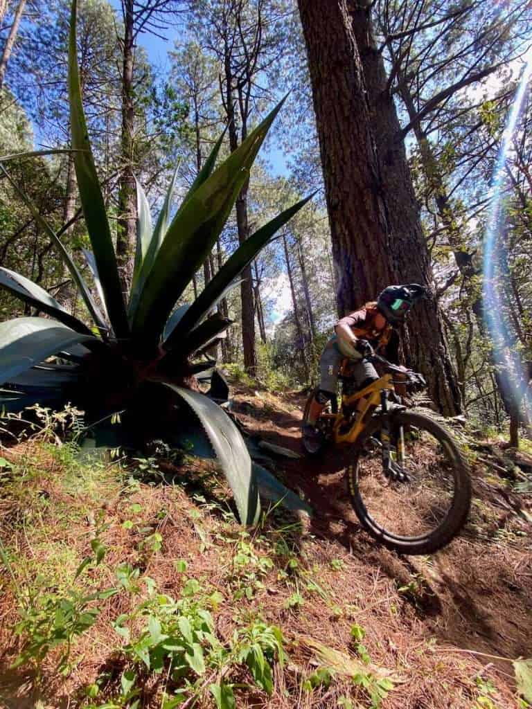 Mountain biker with a full-face helmet riding past huge agave plant on downhill trail in Oaxaca, Mexico