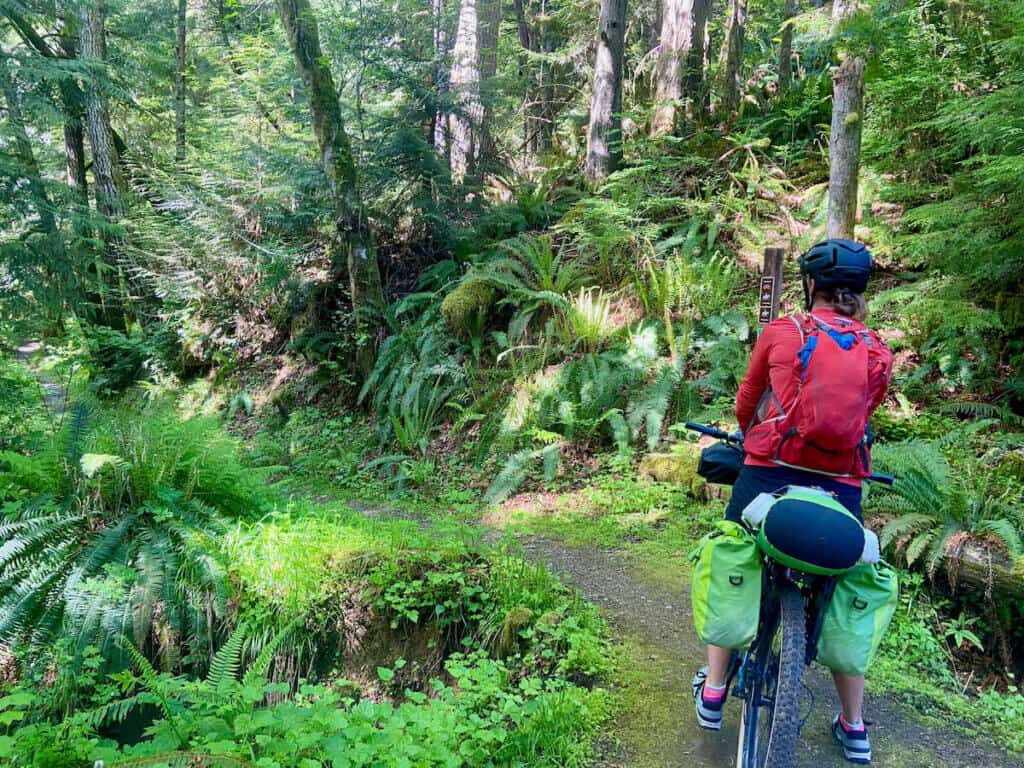 Bikepacking stopped on dirt trail surrounded by lush green temperate rainforest on Olympic Peninsula in Washington