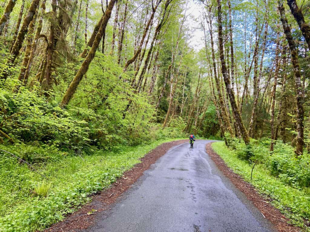 Bikepacking pedaling down wet paved road lined with lush vegetation and moss-covered trees on Olympic Peninsula in Washington