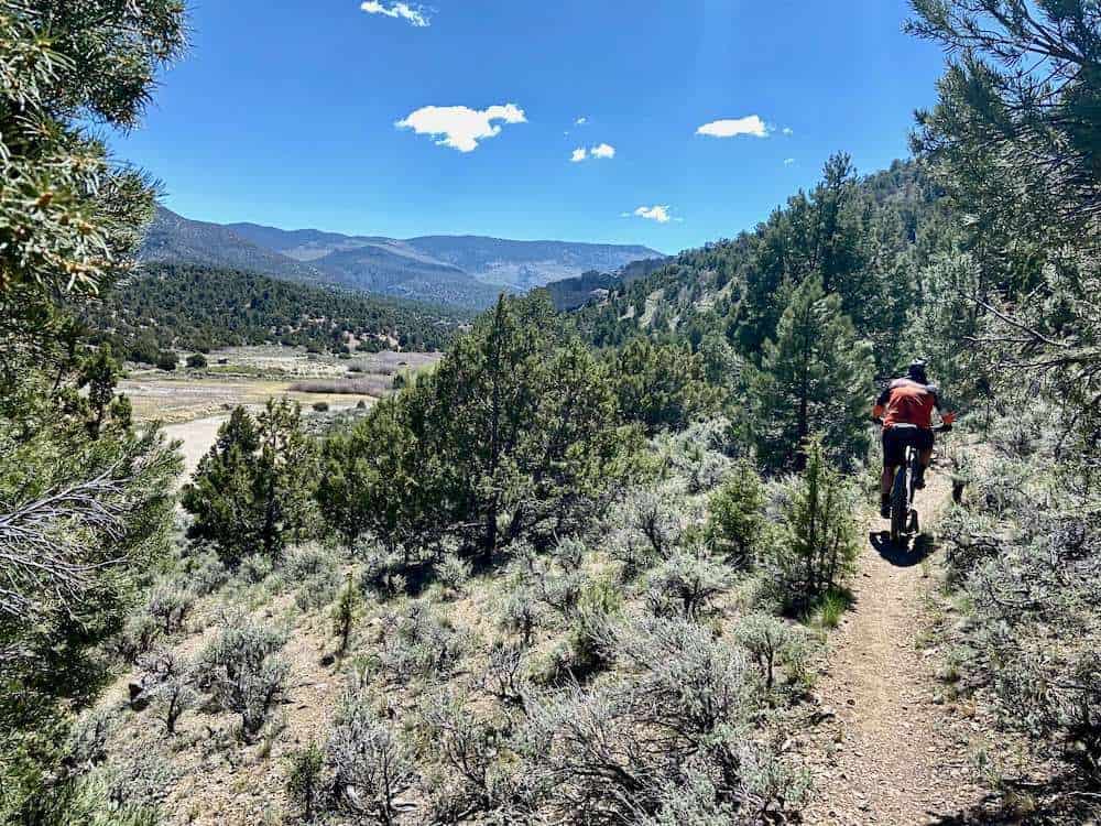 Mountain biker riding singletrack trail lined with pinyon pine trees at Cave Lake recreation are in Ely, Nevada