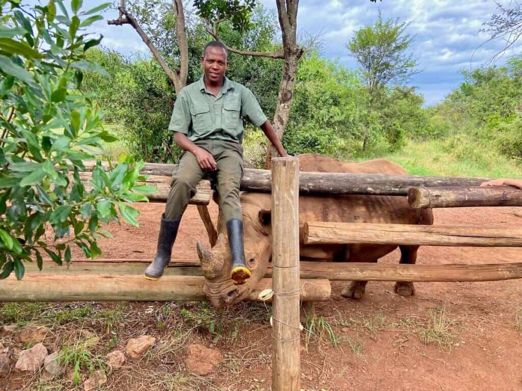 Man sitting on fence with black rhino peeking out under feet