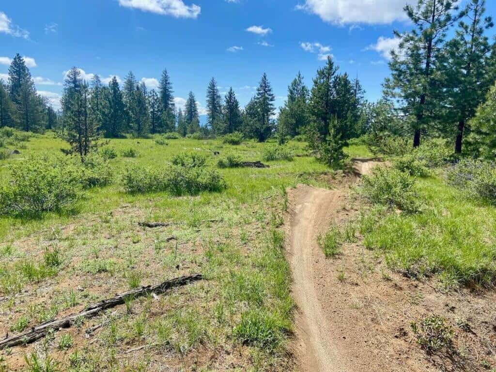 Mountain bike trail through green meadow with fir trails outside of Bend Oregon