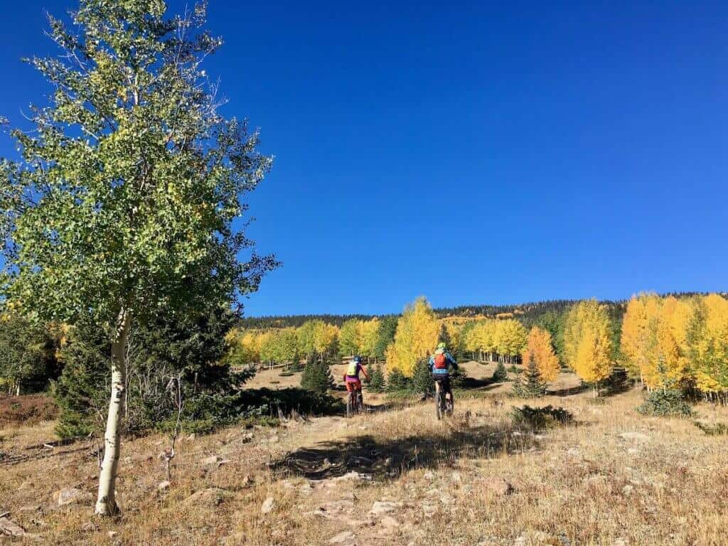 Two mountain bikers pedaling up hill with colorful aspen trees in distance