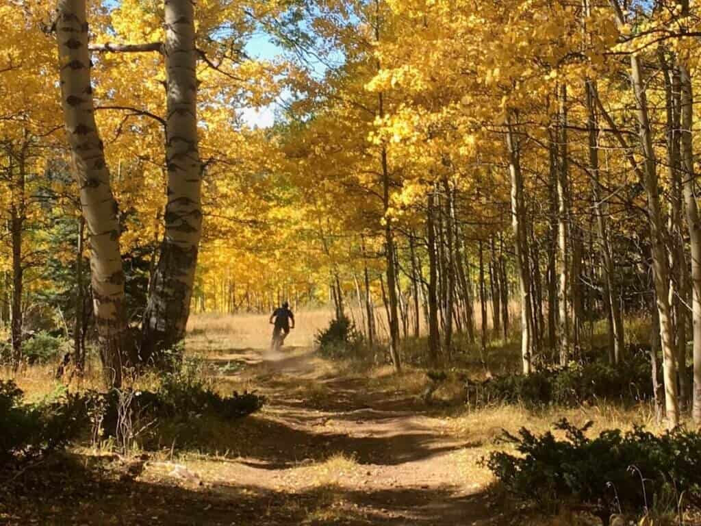 Mountain biker riding singletrack trail through aspen grove with golden foliage