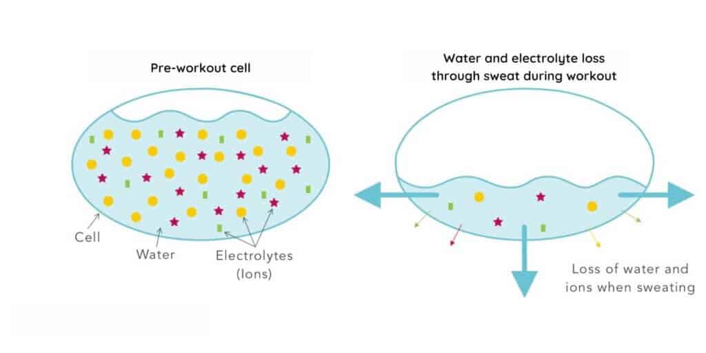 Diagram showing pre-workout cell filled with water and electrolytes compared to cell that has lost water and electrolytes during a workout