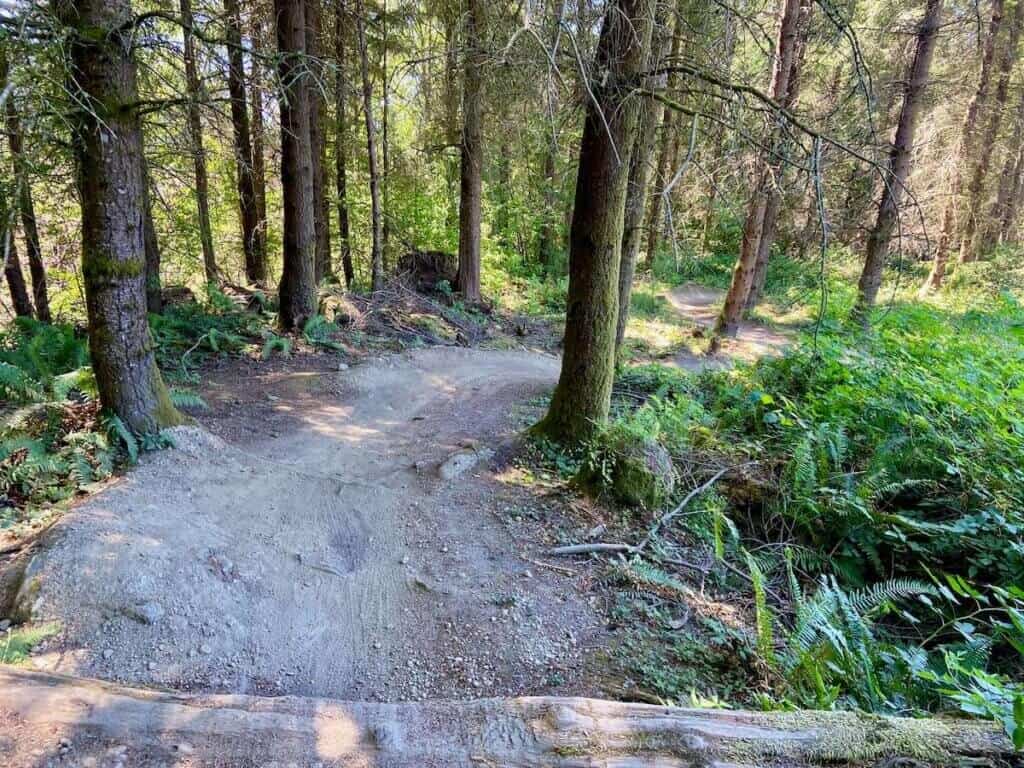 Curvy mountain bike trail through the trees on Galbraith Mountain in Bellingham, Washington