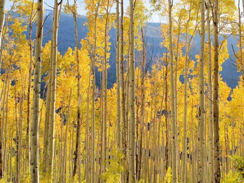 Stand of aspen trees with leaves turning golden in fall