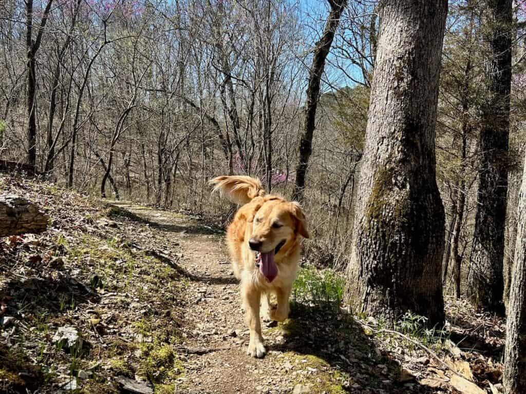 Dog walking on a wooded trail