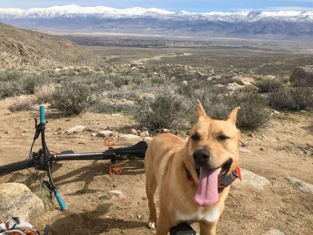Dog panting and smiling at camera on mountain bike ride in California with snow-capped mountains in distance
