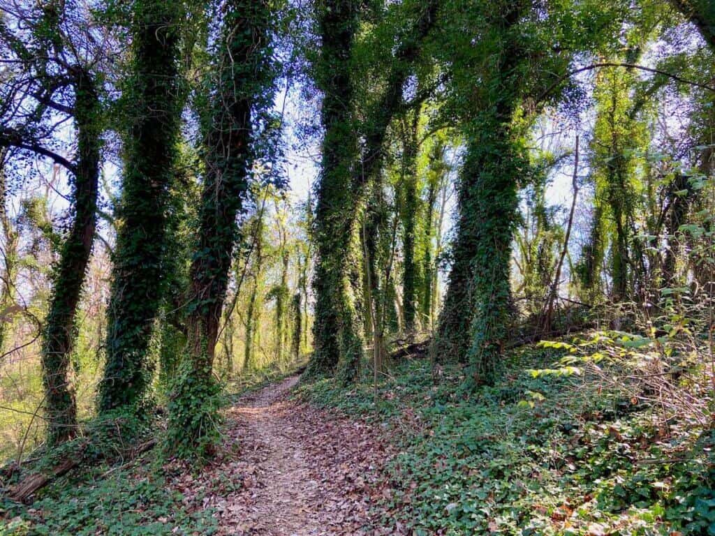 Trail through ivy covered trees in Knoxville Tennessee