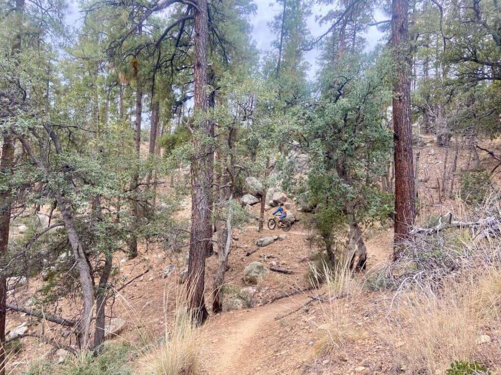 Mountain biker on singletrack trail through trees in Prescott, Arizona