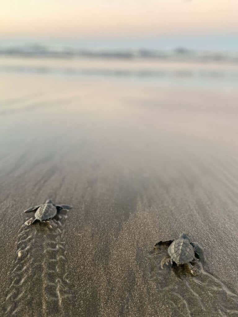 Two baby sea turtles making their way to the water at sunrise in Costa Rica