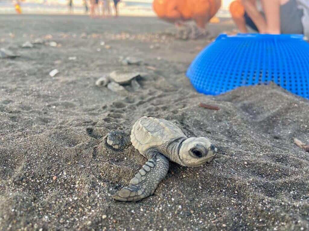 Baby turtle just hatched out of nest in sand in Costa Rica