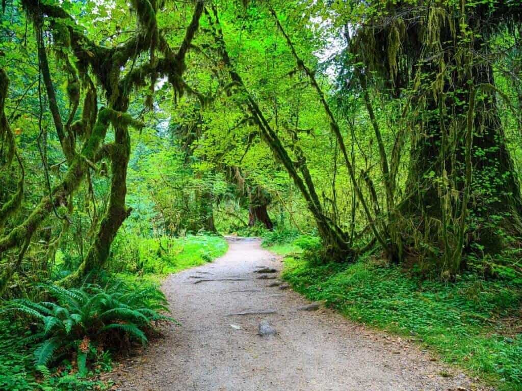 Path through dense forest in Hoh Rainforest on Olympic Peninsula