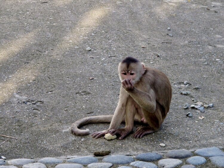 Capuchin sitting in road eating from his hand 