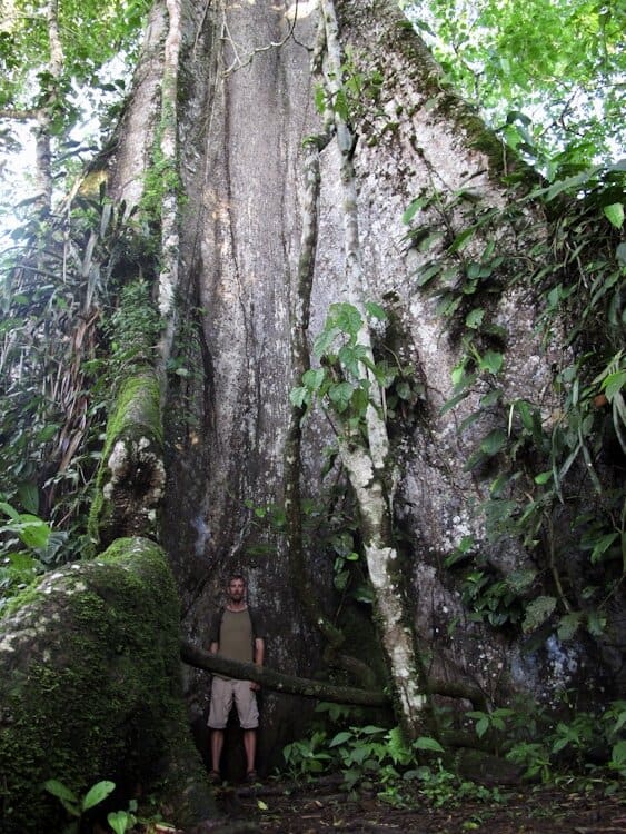 Man standing a base of huge ceibo tree in Ecuador