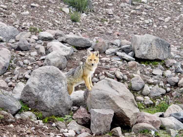 Fox with two front feet up on rock boulder on Chimborazo volcano in Ecuador