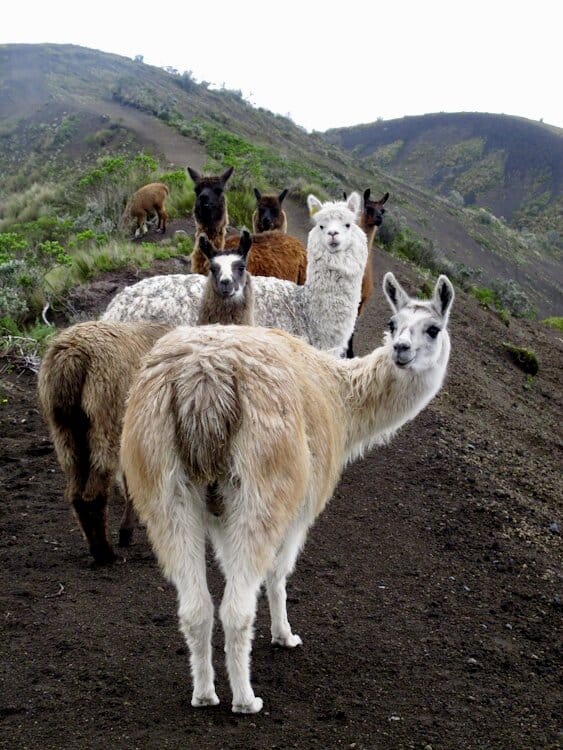 Group of llamas in the wild in Ecuador looking back at camera curiously 