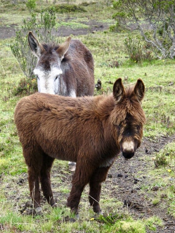 Two very fuzzy donkeys
