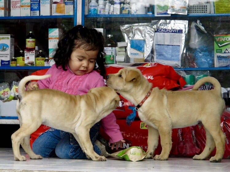 Girl playing with two puppies in shop in Ecuador