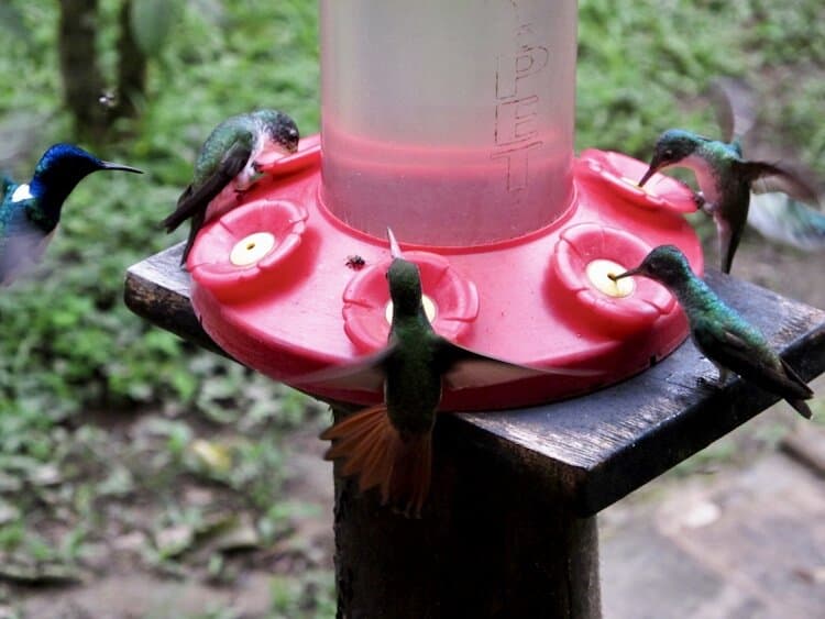 Hummingbirds surrounding feeder in Ecuador