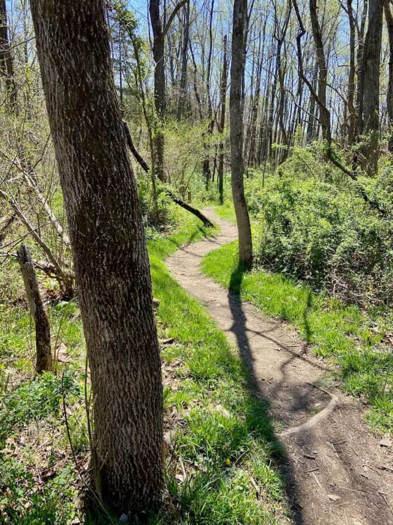 Trail through forest at Massanutten Western Slope bike park in Virginia