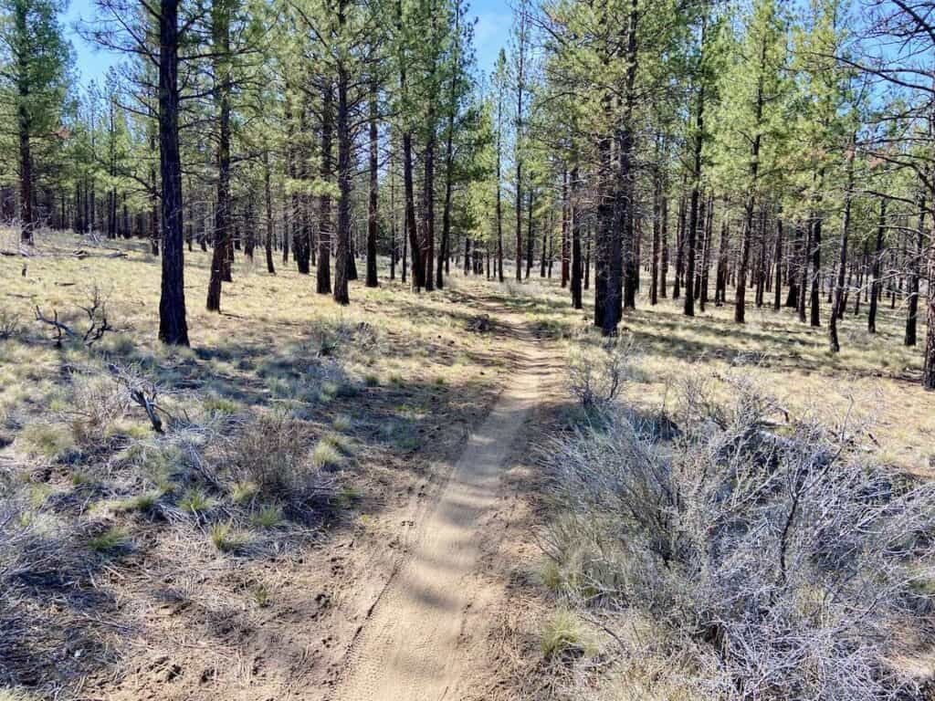 Singletrack trail through pine forest at Horse Butte in Oregon