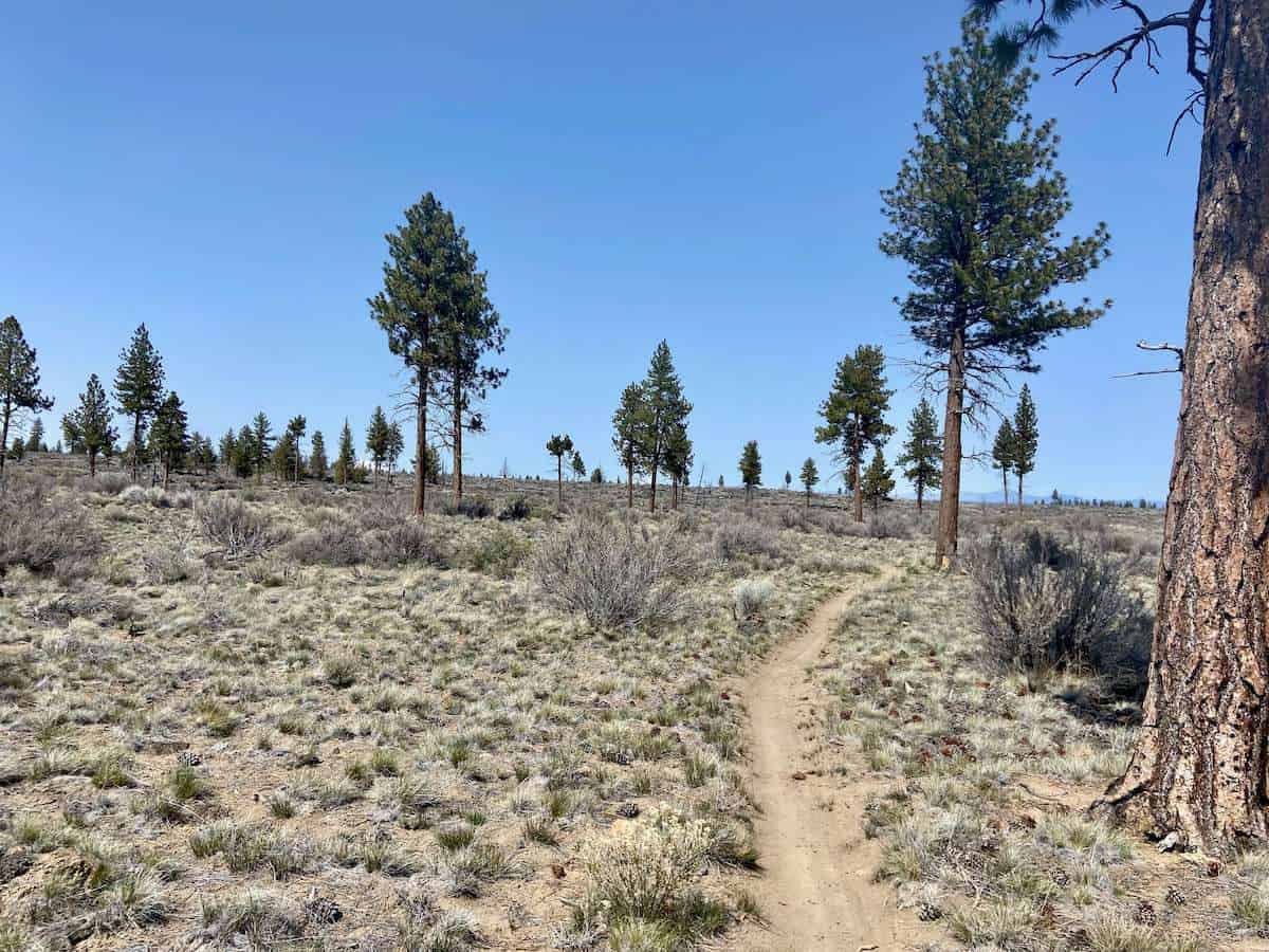Singletrack mountain bike trail through high desert at Horse Butte in Oregon