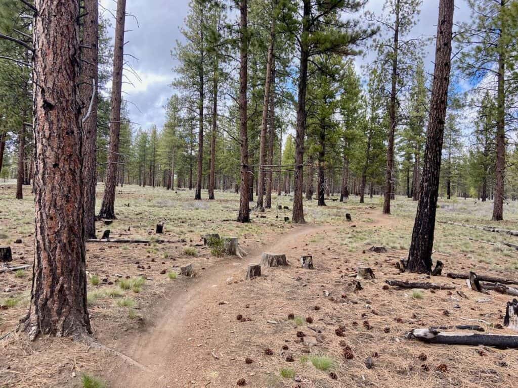 Singletrack trail through sparse forest in high desert near Bend Oregon