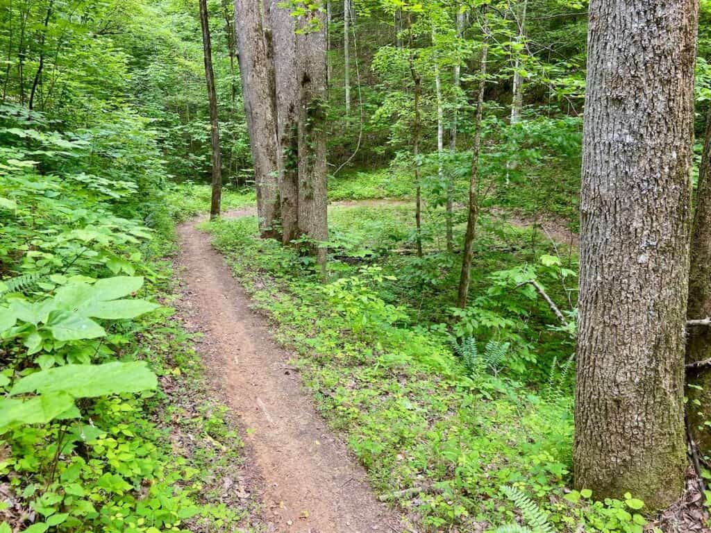 Switchback in singletrack trail in Tsali recreation area in North Carolina surrounded by lush forest
