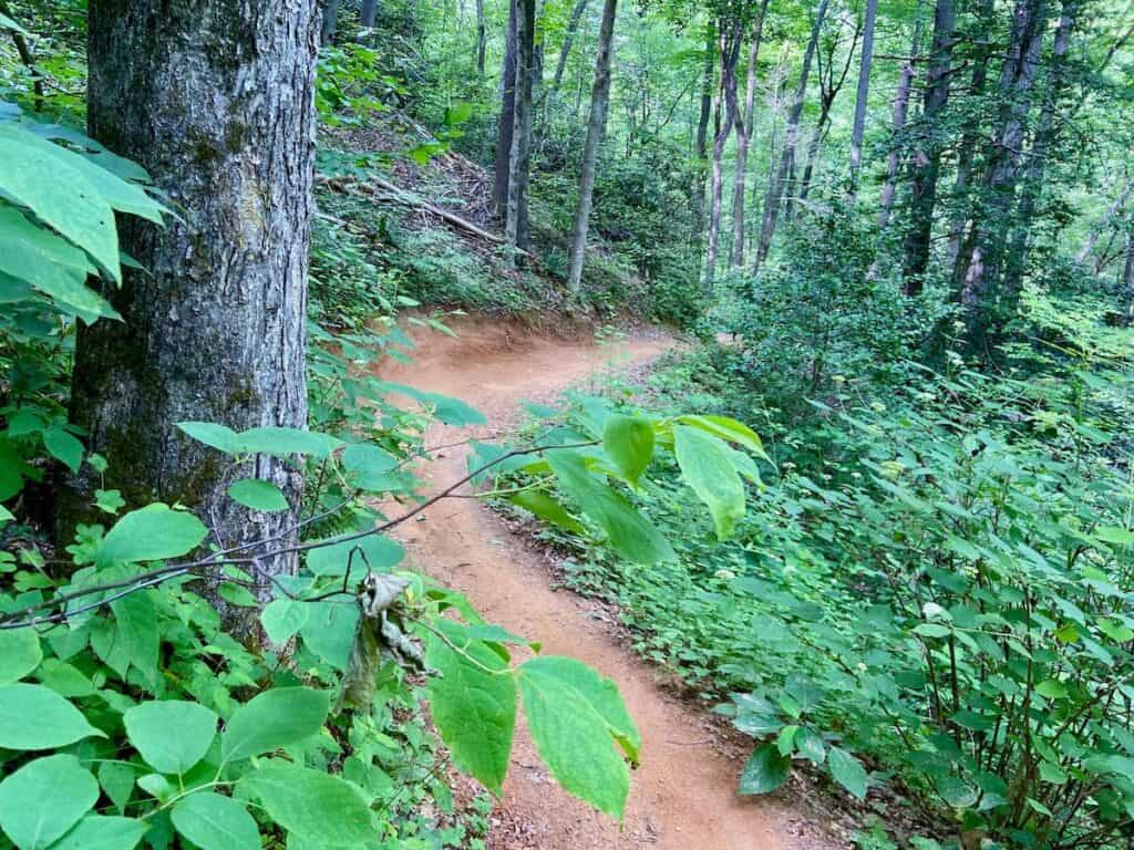 Stretch of singletrack on Kitsuma Trail in North Carolina surrounded by lush green foliage